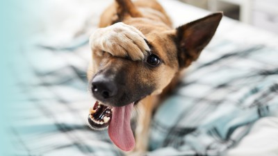 Hundehaftpflicht: Ein Hund streckt seine Zunge aus und verdeckt den Kopf mit einer Pfote